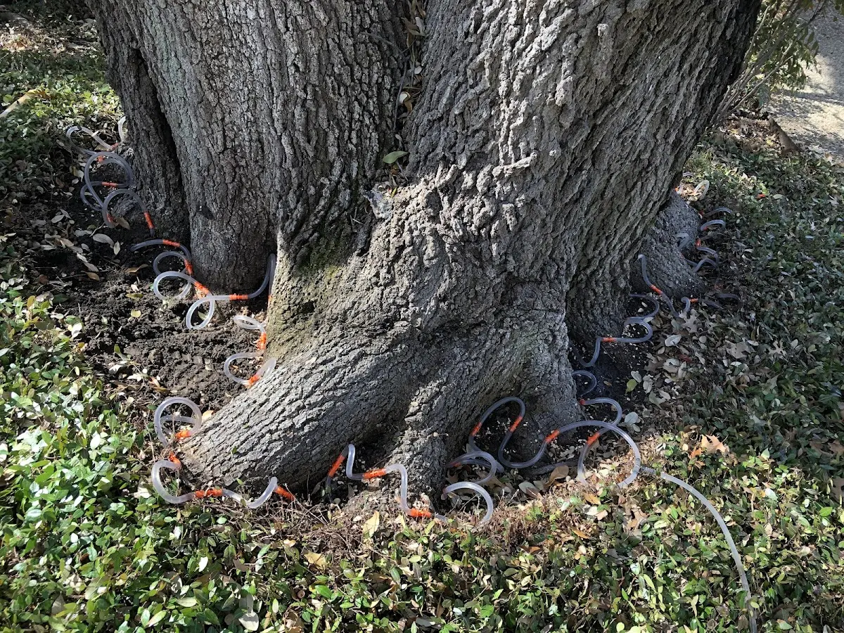 Detailed Tree Cabling and Bracing job site in Prospect