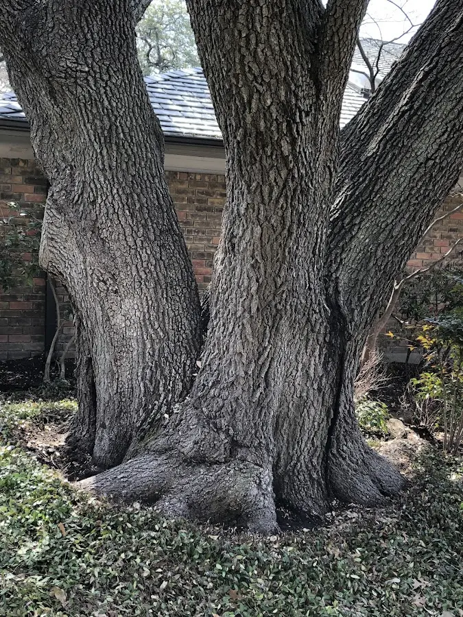 Mature heritage tree close to a Prospect property cared for by certified arborists